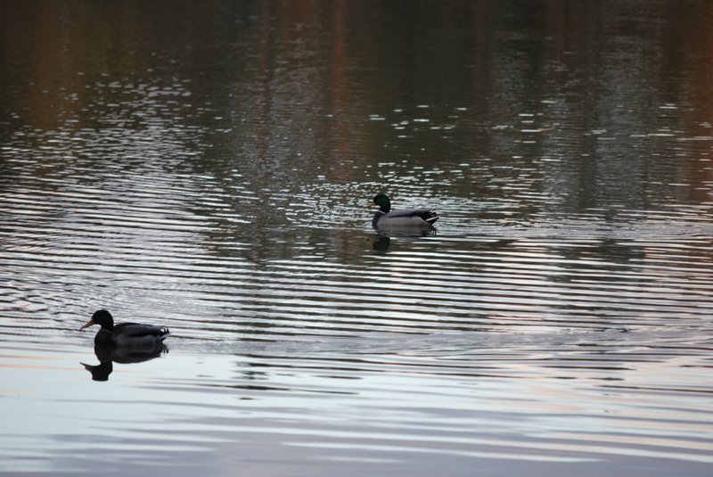 dsc_0107.jpg