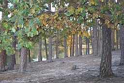dsc_0097.jpg